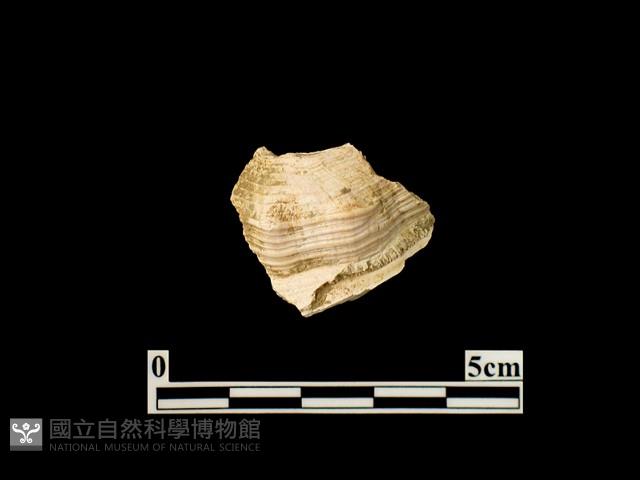 貝殼藏品圖，第2張