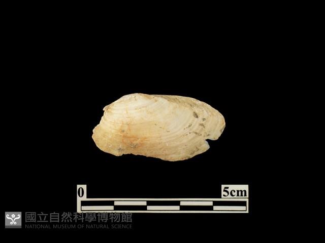 貝殼藏品圖，第1張