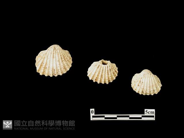 貝殼藏品圖，第1張