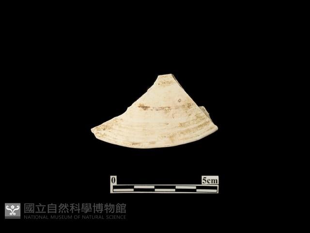 貝殼藏品圖，第2張