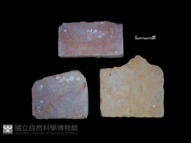 磚藏品圖，第2張