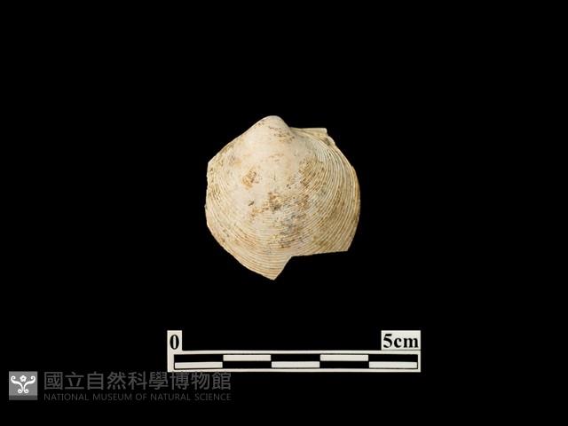 貝殼藏品圖，第1張