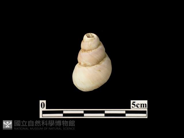 貝殼藏品圖，第2張