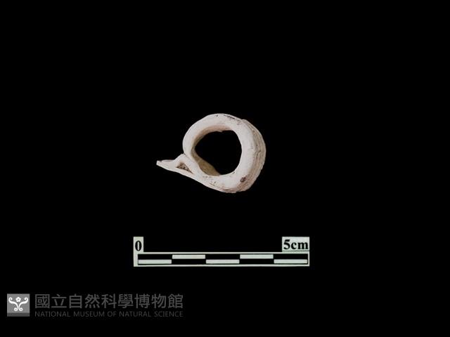 圓形耳藏品圖，第1張