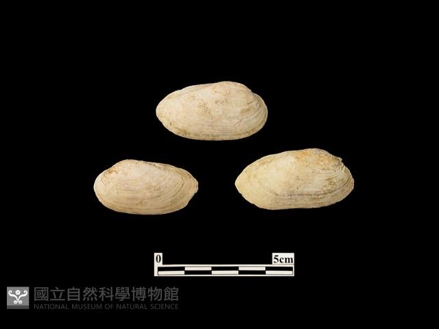 貝殼藏品圖，第2張