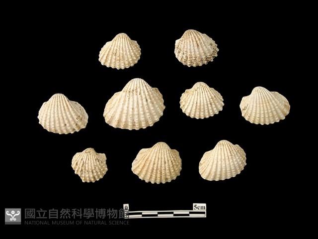 貝殼藏品圖，第2張