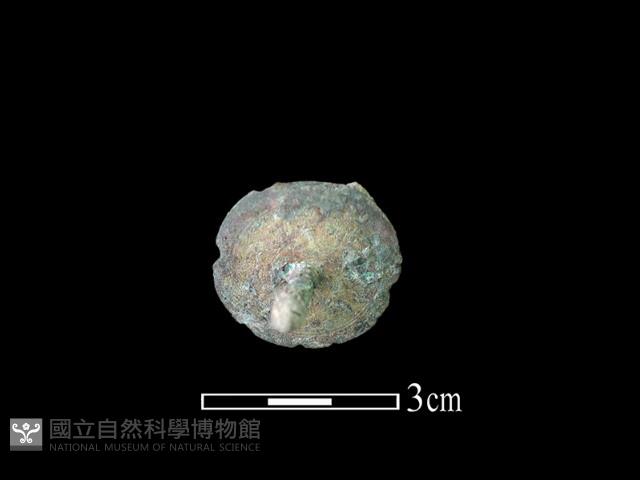 銅蓋鈕藏品圖，第1張