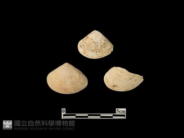 貝殼藏品圖，第1張