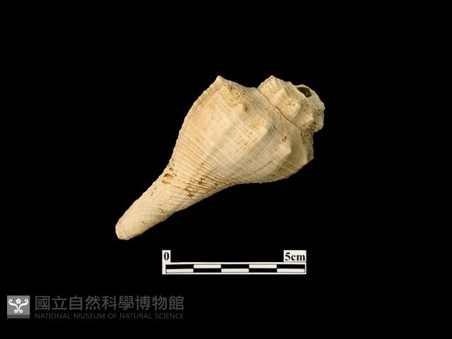 貝殼藏品圖，第2張