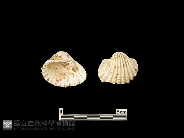 貝殼藏品圖，第1張