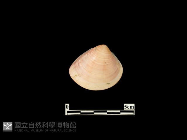 貝殼藏品圖，第1張
