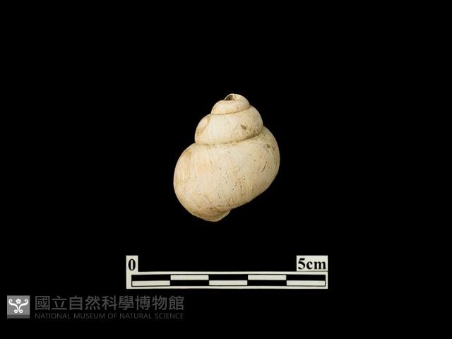 貝殼藏品圖，第1張