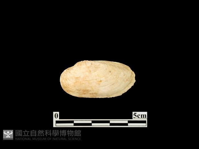 貝殼藏品圖，第1張