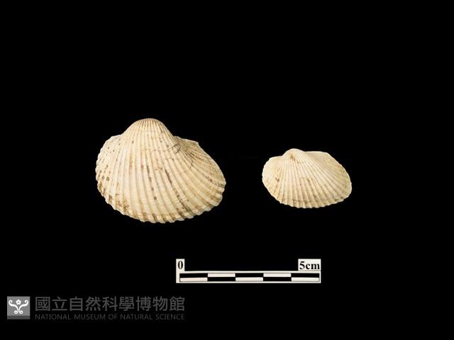 貝殼藏品圖，第1張