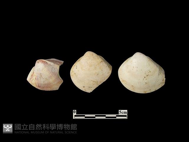 貝殼藏品圖，第1張