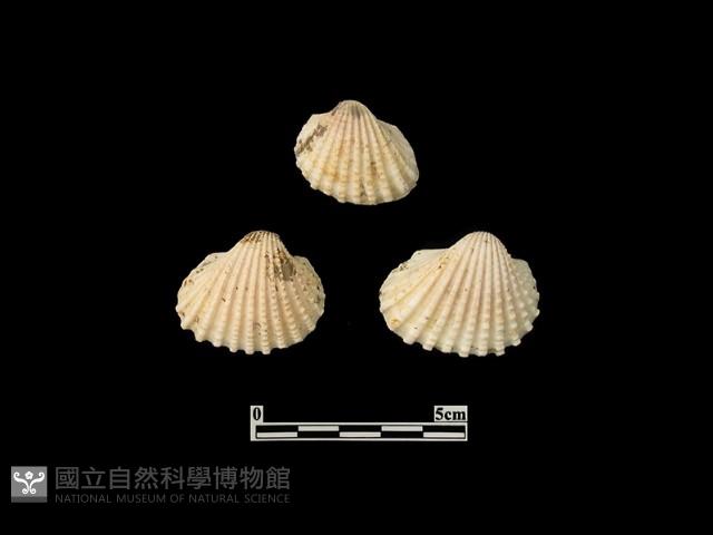 貝殼藏品圖，第2張