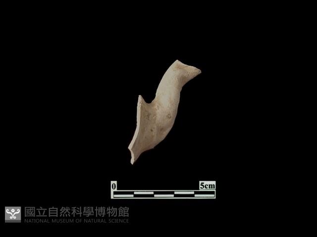 陶片藏品圖，第2張