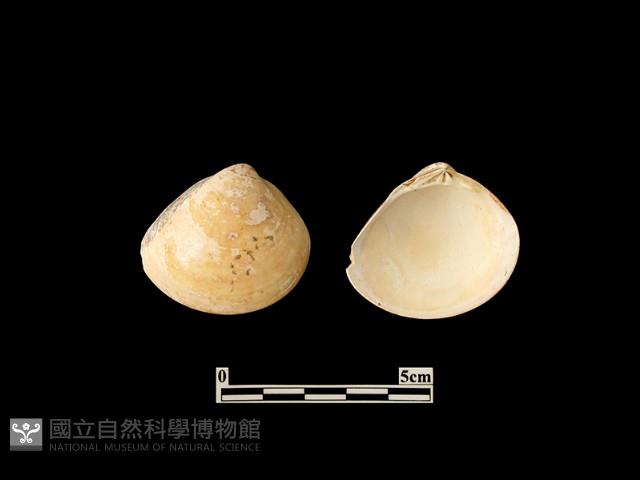 貝殼藏品圖，第1張