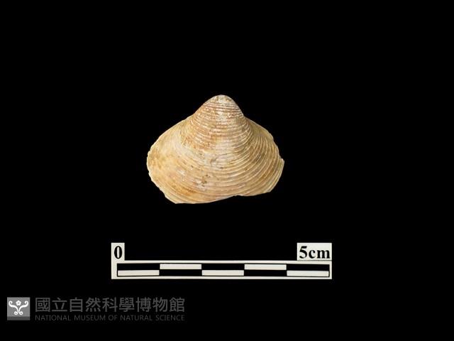 貝殼藏品圖，第2張