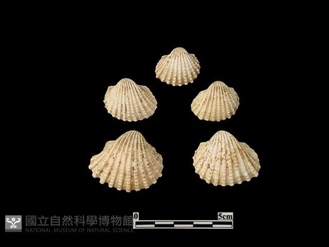 貝殼藏品圖，第2張