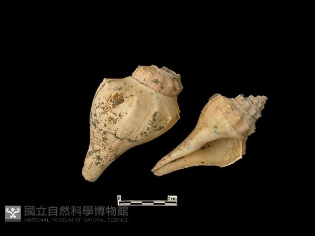 貝殼藏品圖，第1張