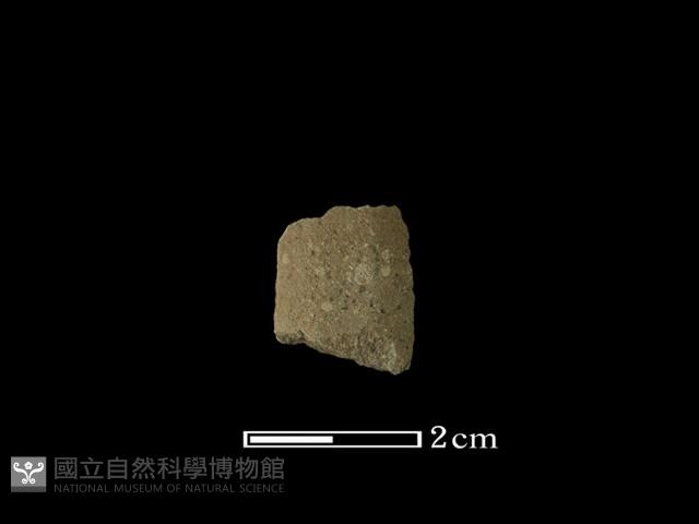 矛鏃形器藏品圖，第1張