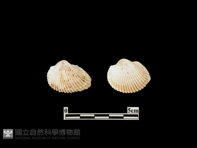 貝殼藏品圖，第2張