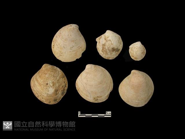 貝殼藏品圖，第2張