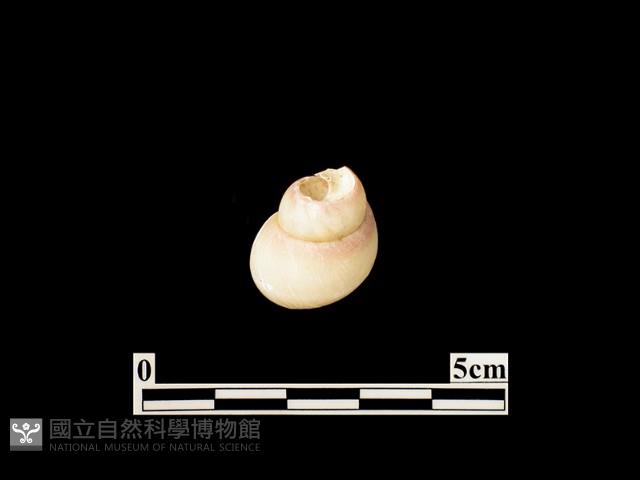 貝殼藏品圖，第2張