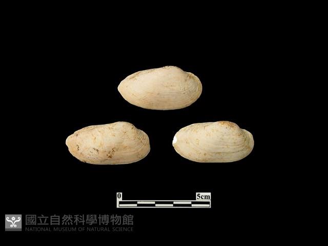 貝殼藏品圖，第2張