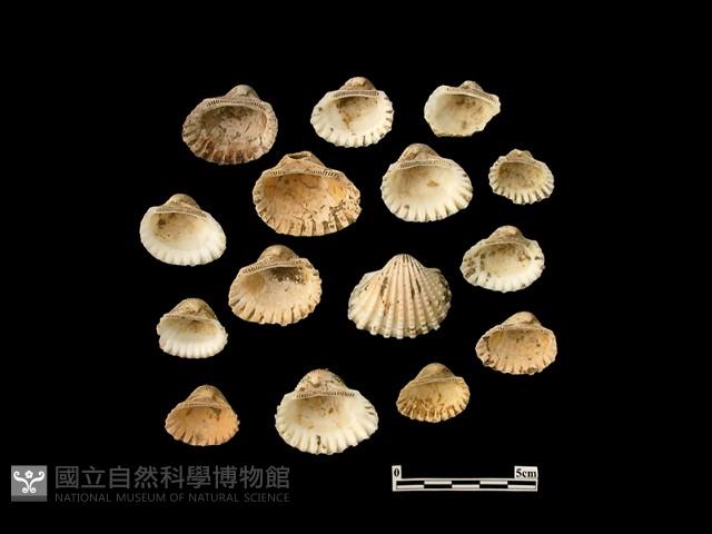 貝殼藏品圖，第1張