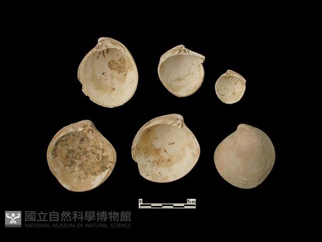 貝殼藏品圖，第4張