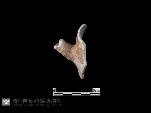 陶壺藏品圖，第1張