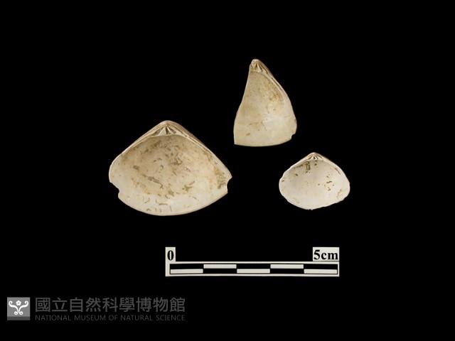 貝殼藏品圖，第1張