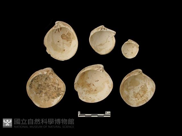 貝殼藏品圖，第3張