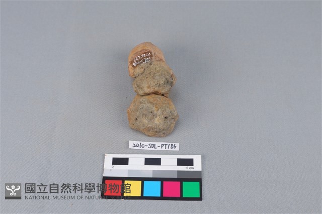 陶蓋鈕藏品圖，第3張