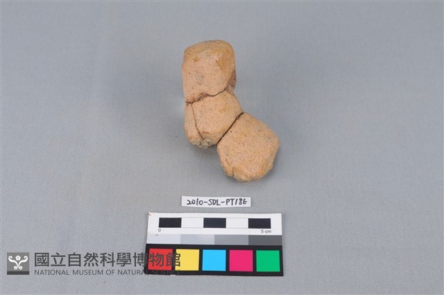 陶蓋鈕藏品圖，第1張