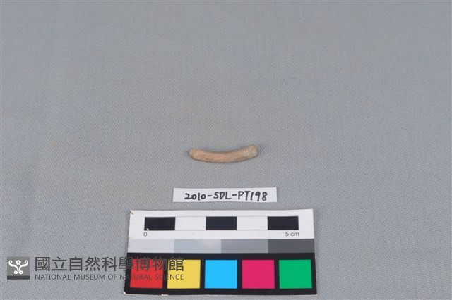 陶環藏品圖，第1張