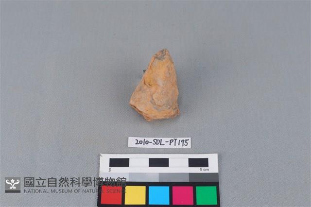 陶蓋鈕藏品圖，第1張