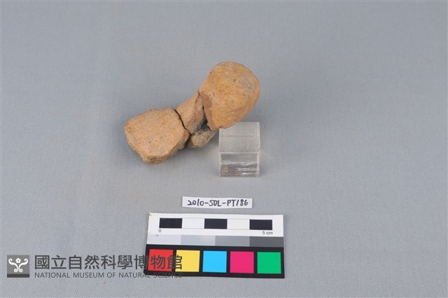 陶蓋鈕藏品圖，第2張