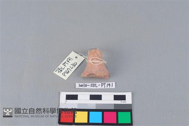 陶蓋鈕藏品圖，第2張