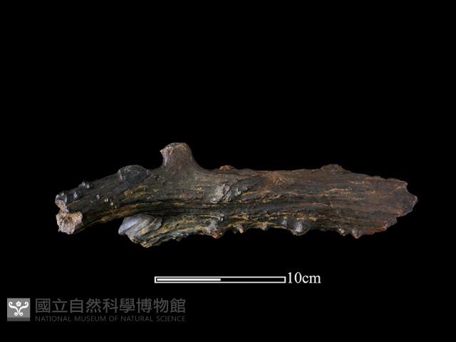 四不像化石藏品圖，第6張