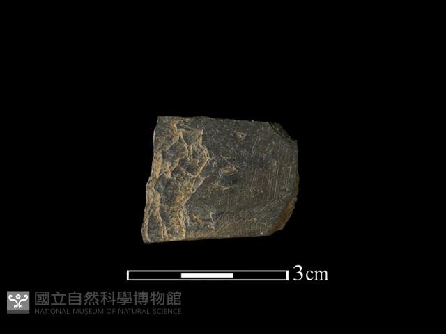 Accession Number:BY-2016-063 Collection Image, Figure 2, Total 2 Figures