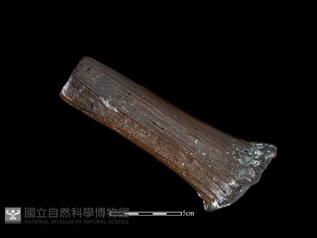 四不像化石藏品圖，第3張