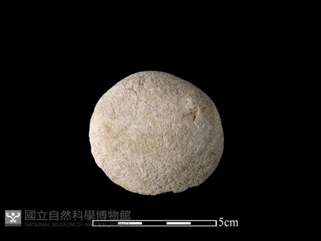 貝刮器藏品圖，第2張