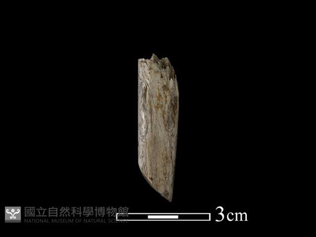 錛鑿形器藏品圖，第1張