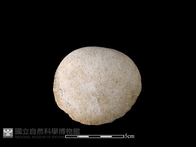 貝刮器藏品圖，第2張