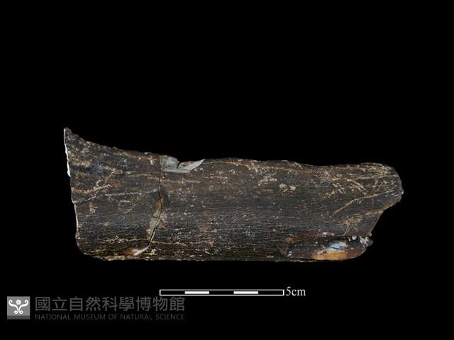 四不像化石藏品圖，第1張