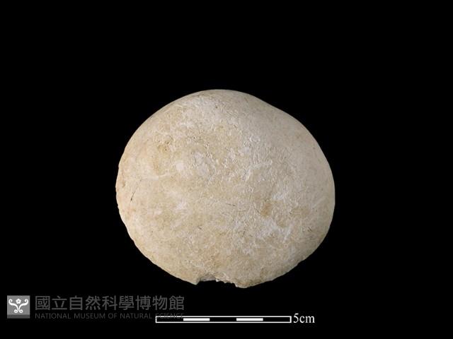 貝刮器藏品圖，第1張