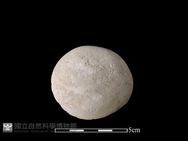 貝刮器藏品圖，第2張